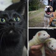 LuLu, Karma, Edina and Patsy are all up for adoption in Glasgow