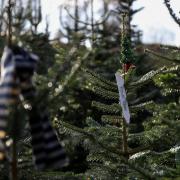 All the places to cut your own Christmas tree near Glasgow