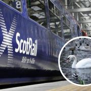 Delays expected  as rogue swan causes commuter chaos near Glasgow