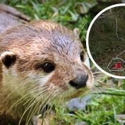 Otter pup dies from being trapped in illegal snare as police launch probe