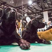 You would be barking mad to miss this year's Dog Lover Show at Glasgow SEC