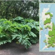 Giant Hogweed sighted across the UK. Credit: What Shed and Pixabay
