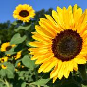 Sunflower: Stock image by Ulleo via Pixabay