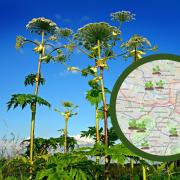 Giant Hogweed sighted across Glasgow. Credit: WhatShed and Pixabay