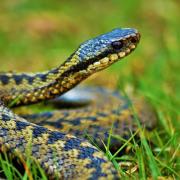 Warning after 'dog bitten by snake' in city park