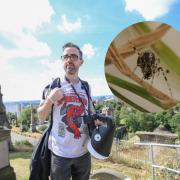Local discovers super rare spider in Glasgow Necropolis, photos by Gordon Terris