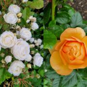 Check out the results of Glasgow's 34th International Rose Trials