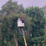 Glasgow City Council was forced to fell an Ash tree - the oldest tree in the Botanic Gardens - due to Ash Dieback.