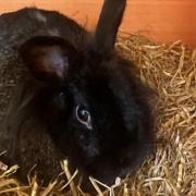 Rabbit found abandoned in small cage near service station