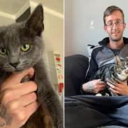 Search for missing cat after sibling found 400 miles from home in Glasgow