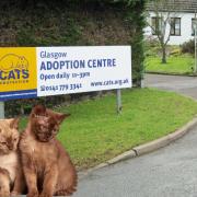 Cat adoption centre flooded by burst pipe