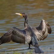 [stock image of cormorant]