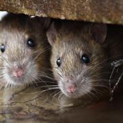 Concerns over rat infestations raised with public health bosses in Glasgow