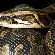 Stock image of boa constrictor