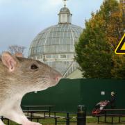 Anger as council uses rat poison in bait boxes for pest control in Glasgow park