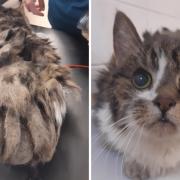 Severely matted cat put to sleep after being found in state of neglect