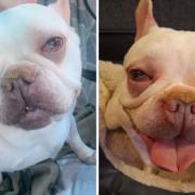 Massive £1000 reward offered to find owner of 'bred to death' dog