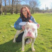 Kerryanne Shaw with five-year-old American bulldog George who is still looking for a home.