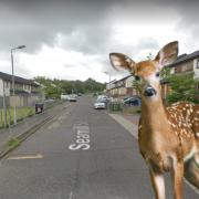 'Fright of my life': Have you seen herd of deer travelling through Nitshill?