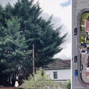 Trio in bid to get rid of neighbour's 'unacceptable sized' trees