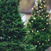 Calls for living Christmas trees to save money in Glasgow