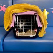 Glasgow cat gets adopted after 246 days