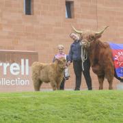 Lady Alma the cow, assisted by Holly Walker, 8, and Melissa Curran, at the Burrell