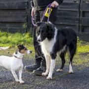 Images: Scottish SPCA