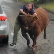 Council issue statement after Highland cow escapes onto busy road
