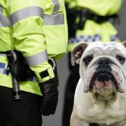 Police and bulldog stock pic