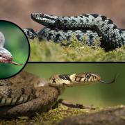 There are three snakes native to the UK.