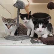 Can you help? Box of kittens found abandoned in Glasgow