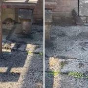 Glasgow cleansing staff spot rat 'the size of a cat' while emptying bins