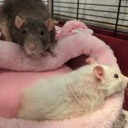 Can you help? Pair of elderly rats found dumped in a park