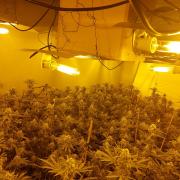 Cops uncover cannabis farm worth over £80k after raiding address