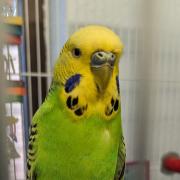 Budgie found at Arnold Clark store as hunt for owners launched