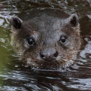 'Elusive' animal spotted swimming in river near Glasgow