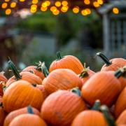 There are a number of pumpkin picking spots less than an hour's drive from Glasgow.