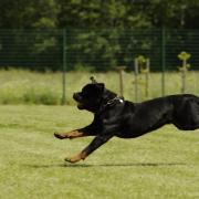 Generic image of Rottweiler for illustrative purposes. Image by Vilve Roosioks from Pixabay