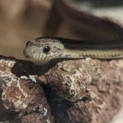 Airdrie snake reunited one year after it escaped