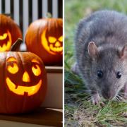 Rats and mice are usually very active between September and October ahead of the winter months.