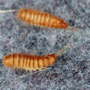 An anonymous user appealed to members of the community Facebook group 'Mrs Hinch Cleaning Tips' after they discovered two unidentified insects on their walls. 
