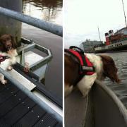 Barra the rescue dog
