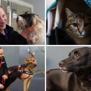 Meet the adorable animals spending Christmas without a forever home