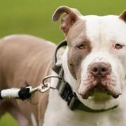 Scottish XL bully restrictions to be enforced from next month