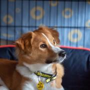 Image provided by Dogs Trust Glasgow