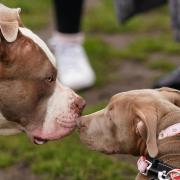 The Scottish Government is considering a ban on XL bully dogs