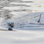 Otter spotted swimming in River Clyde