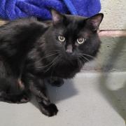 Appeal after black cat left abandoned at block of flats