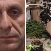 Hundreds of cannabis plants found in Glasgow bank in organised crime bust